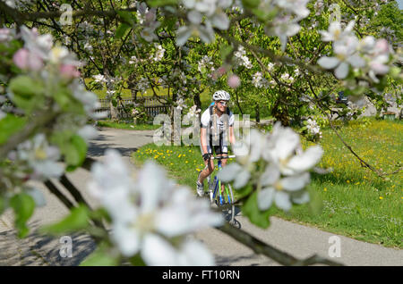 Jeune femme équitation un vélo de course le long d'une route au cours de la saison de la floraison des pommiers, Samerberg, Haute-Bavière, Allemagne Banque D'Images