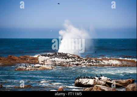 Les cormorans sur les rochers près du Cap de Bonne Espérance, péninsule du Cap, Western Cape, Afrique du Sud Banque D'Images