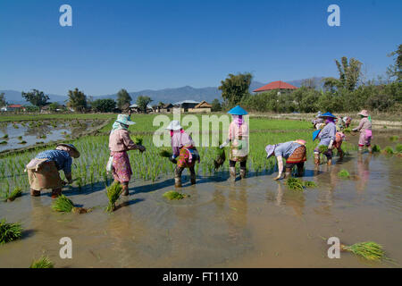 Les femmes travaillant dans les rizières près de Kyaing Tong, Kentung, Shan State, Myanmar, Birmanie Banque D'Images