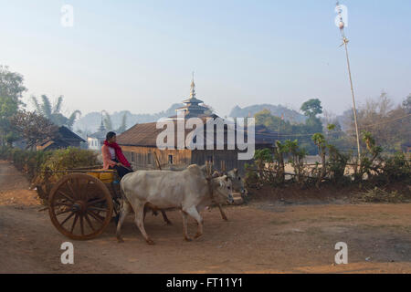 Trekking de Kalaw au Lac Inle, bœufs et temple du matin dans un village Danu, Shan State, Myanmar, Birmanie Banque D'Images