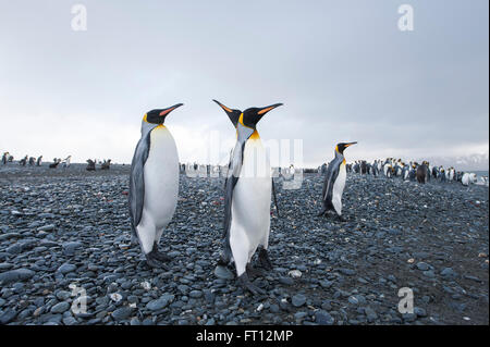 Le manchot royal Aptenodytes patagonicus sur une plage, la plaine de Salisbury, South Georgia Island, Antarctica Banque D'Images