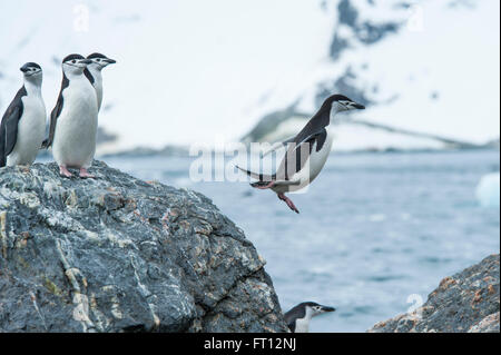 Une jugulaire Penguin Pygoscelis antarctica sautant d'un rocher dans la mer, Monroe Point, Îles Shetland du Sud, l'Antarctique Banque D'Images