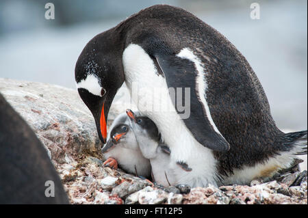 Une Gentoo pingouin Pygoscelis papua mère nourrissant ses deux poussins, Port Lockroy, Île Wiencke, Antarctique Banque D'Images