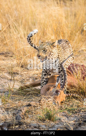Leopard (Panthera pardus) avec sa proie, un mâle impala, Sandibe Camp, par le Moremi, Okavango Delta, Botswana Banque D'Images