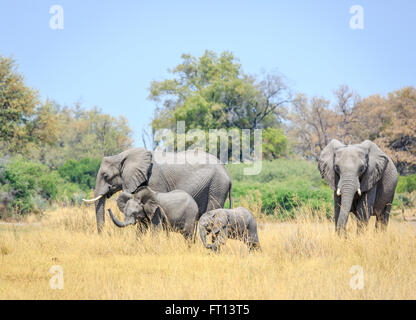 Bush africain elephant (Loxodonta africana), le pâturage en famille avec bébé et des jeunes éléphants, Sandibe Camp, Moremi, Kalahari, Botswana Banque D'Images