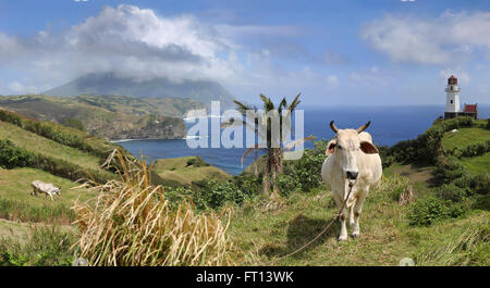 Vache dans les collines de Marlboro dans Batanes, l'île de Batan, Batanes, Philippines, Asie Banque D'Images