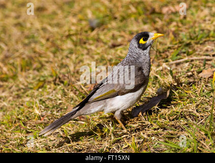 Noisy Miner Banque D'Images