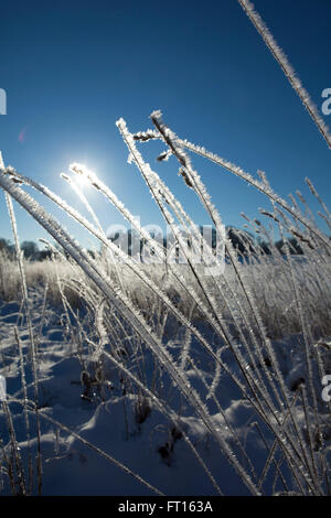 Un gel dur couvre la campagne le jour de Noël. Pour une chute de neige gelée l'herbe scintille sur l'ADN des plantes comme des bijoux. Banque D'Images