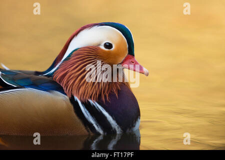 Canard Mandarin Aix galericulata / Mandarinente ( ), Drake en robe colorée de reproduction, Close up, head shot, dorée de l'eau. Banque D'Images