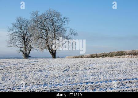 Arbres, champs andhedge lignes dans les Cotswolds recouverte d'un épais hoar frost givre blanc ou au milieu d'un gel de l'hiver. Banque D'Images