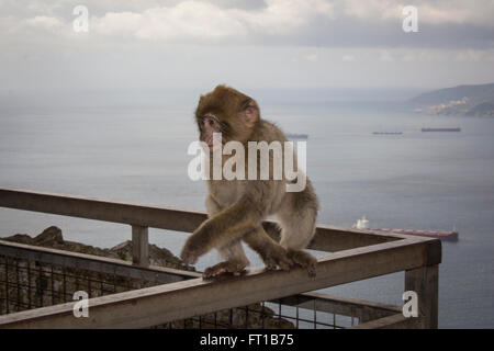 Singes de barbarie, barbary macaque (Macaca sylvanus), petit singe Banque D'Images