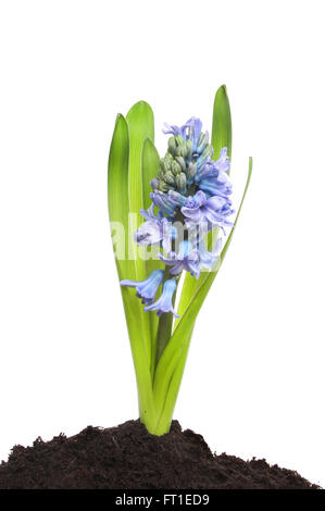 Jacinthe floraison plante poussant dans le sol sur un fond blanc. Banque D'Images