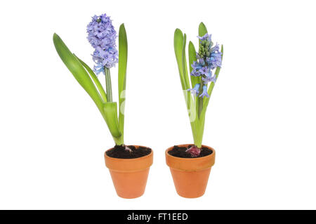 Deux plantes Jacinthe bleu avec des fleurs en pots de terre cuite blanche contre isolés Banque D'Images