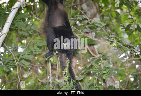 Homme Singe hurleur pendant vers le bas d'un arbre pour ramasser des feuilles, pour manger dans la forêt tropicale de Panama Banque D'Images