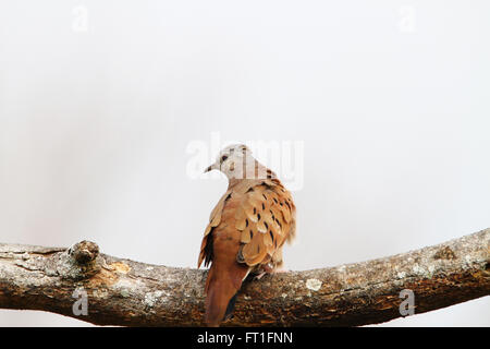 Ruddy Ground Dove perché sur une branche d'arbre Banque D'Images