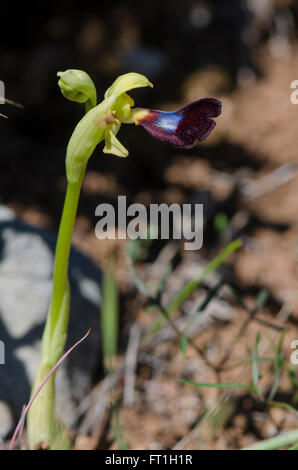 Wild Orchid, Ophrys atlantica, Atlas Orchid, Andalousie, Sud de l'Espagne. Banque D'Images