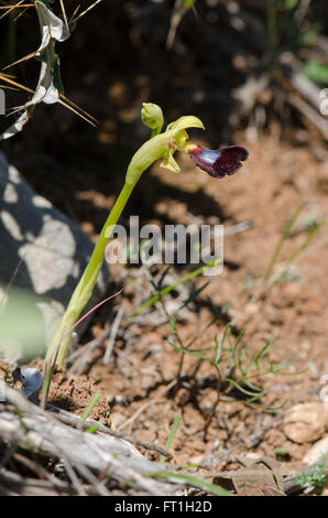 Wild Orchid, Ophrys atlantica, Atlas Orchid, Andalousie, Sud de l'Espagne. Banque D'Images