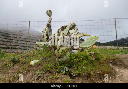 Le figuier de Barbarie (Opuntia ficus-indica) mourir de la cochenille (Dactylopius coccus) sur l'Andalousie, espagne. Banque D'Images