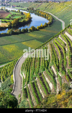 Vignobles escarpés sous le soleil de l'automne à la rivière Neckar en Allemagne Banque D'Images