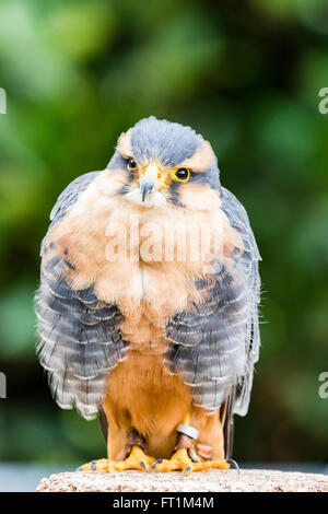 Un Faucon Aplomado Falco (fémorale) à Batsford Falconry Centre Banque D'Images