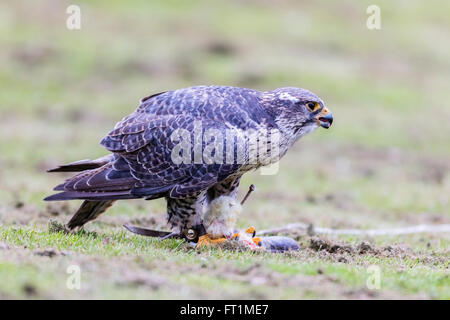 Un Gyr Falcon (Falco rusticolus) à Batsford Falconry Centre Gloucestershire Banque D'Images