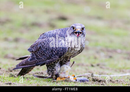 Un Gyr Falcon (Falco rusticolus) à Batsford Falconry Centre Gloucestershire Banque D'Images