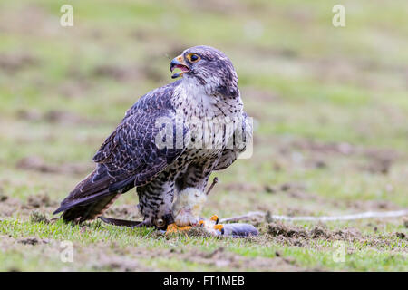 Un Gyr Falcon (Falco rusticolus) à Batsford Falconry Centre Gloucestershire Banque D'Images