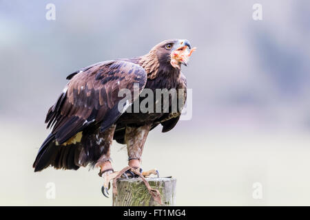 A (Aquila chrysaetos) Golden Eagle à Batsford Falconry Centre Gloucestershire Banque D'Images