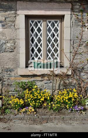 Au début du printemps les jonquilles ornent le petit Chalet jardin en dessous d'une fenêtre grillagées à Luss, Ecosse, Royaume-Uni Banque D'Images