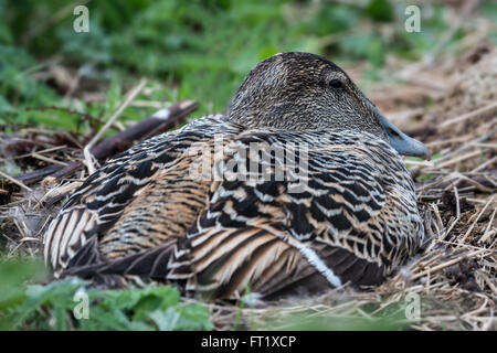 Femme vigilante (Eider (Somateria mollissima) assis sur son nid dans les îles Farne. Vue de derrière. Northumberland, UK Banque D'Images