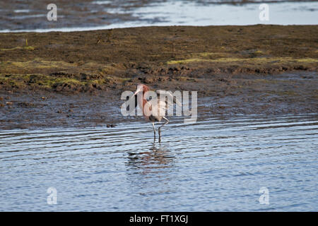 Aigrette ailes rougeâtre volets pendant la pêche à Bolsa Chica Banque D'Images