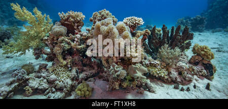 Jardin de corail isolé sur lit de sable, avec une grande biodiversité de coraux mous et durs. Mer Rouge, Egypte. Juin Banque D'Images