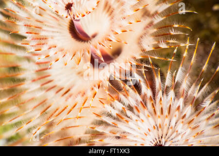 Arbre de Noël ver {} Spirobranchus sp. super macro ressemble à un feu d'artifice sous-marins spectaculaires. Mer Rouge, juin. Banque D'Images