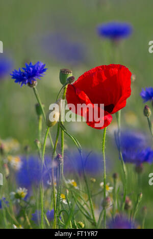 Coquelicot / Rouge Coquelicot (Papaver rhoeas) et barbeaux / bluebottles (Centaurea cyanus) dans le pré en été Banque D'Images