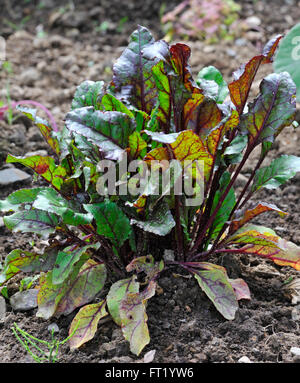 Jardin / betterave betterave (Beta vulgaris) dans la zone Banque D'Images