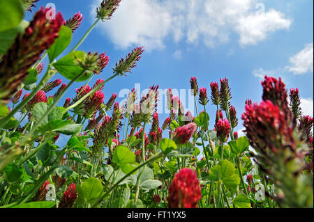 Domaine de trèfle incarnat / Italien trèfle (Trifolium incarnatum) cultivées comme fourrage pour le bétail Banque D'Images