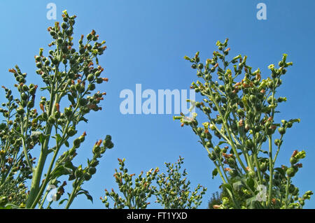 Cultivé des plantes de tabac (Nicotiana tabacum) en fleurs Banque D'Images