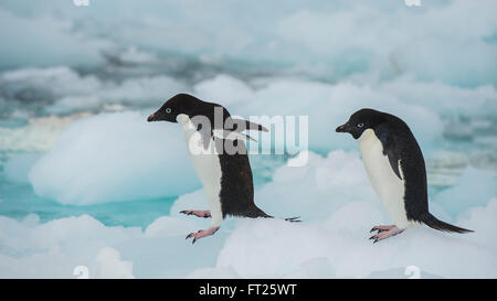 Adelie Penguin sur un iceberg Banque D'Images