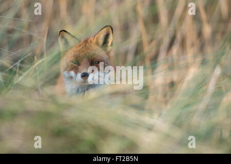 Red Fox / Rotfuchs ( Vulpes vulpes ), adulte, masqué, caché dans l'herbe haute, regarder directement dans la caméra. Banque D'Images