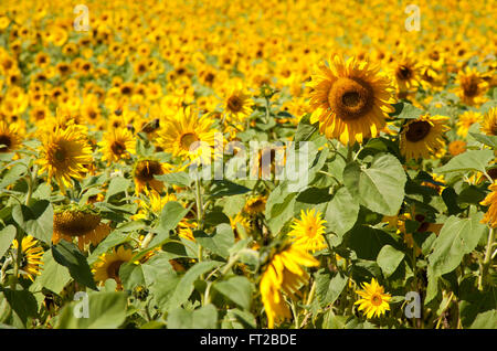 Feild plein de tournesols Banque D'Images