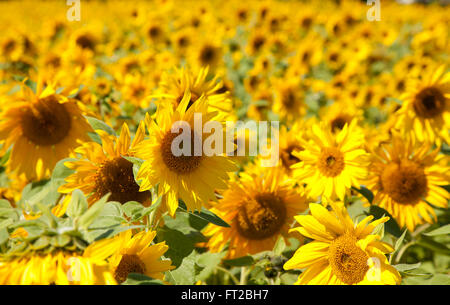 Feild plein de tournesols Banque D'Images