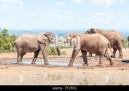 Deux jeunes taureaux d'éléphants d'Afrique s'engager dans une épreuve de force Banque D'Images