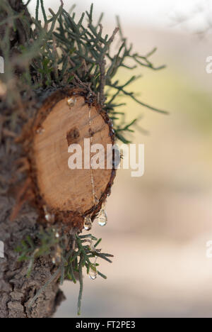 Gouttes de résine de pin sur la section de l'arbre libre. Soft focus. Background Banque D'Images