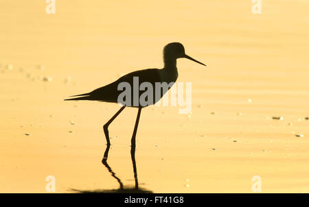 La silhouette d'un black-winged Stilt - Himantopus himantopus - pataugeant en eau peu profonde au lever du soleil. Photo CHRIS ISON. Banque D'Images