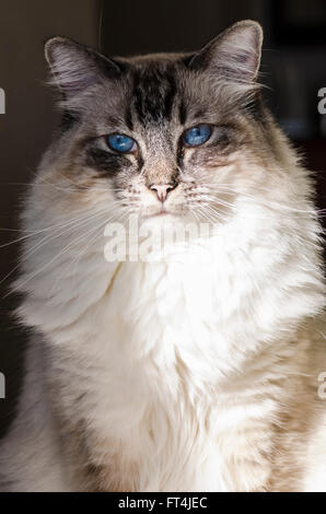 Ragdoll Banque D'Images