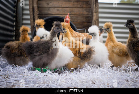 Troupeau de free range chickens silkie multicolore en basse cour Banque D'Images