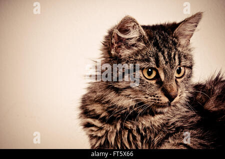 Portrait de chat domestique Banque D'Images