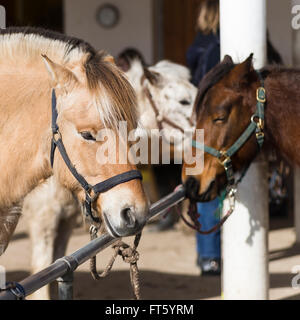 Chevaux et poneys fjord norvégien avec petit bar à laisse sur une ferme équestre Banque D'Images