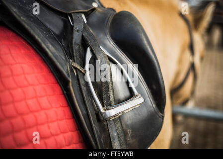 Selle en cuir avec étrier et un red saddlecloth sur dos d'un cheval Fjord norvégien à l'extérieur d'un horse stable beriofe une ride Banque D'Images
