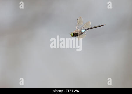 Libellule anax empereur moindre (parthenope) en vol, Fuerteventura, Îles Canaries, Espagne. Banque D'Images